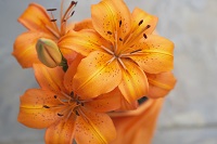 affordable cremation service planning orange flowers