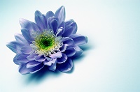 our funeral planning service in Sudbury blue flower